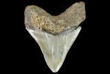 Fossil Megalodon Tooth - North Carolina #108886-1